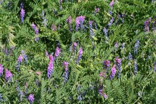 Vicia cracca plante fertilisante engrais naturel