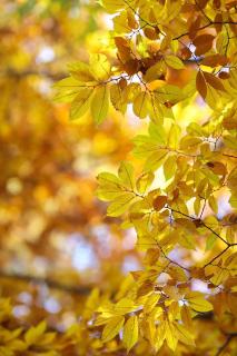 Zelkova du Japon - Zelkova serrata automne