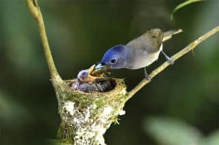 canicule et oiseaux, les conséquences