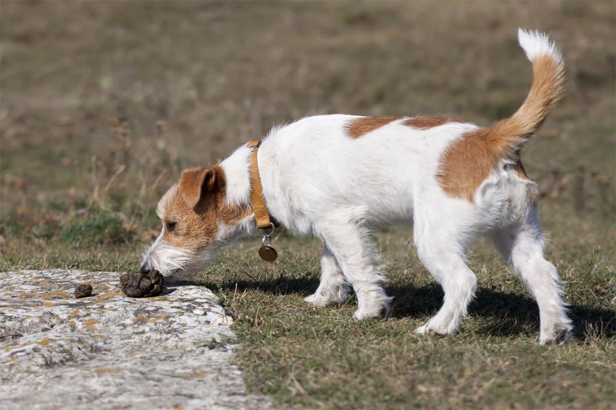 chien qui mange des crottes