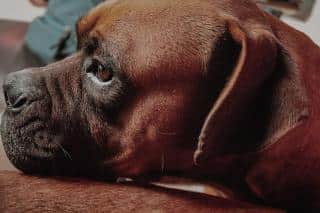 leishmaniose chien, les symptômes