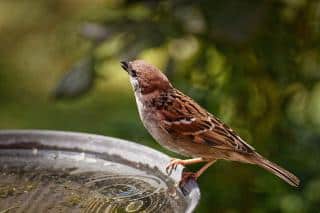 oiseau chaleur et canicule