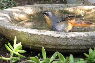 oiseaux et canicule, les solutions