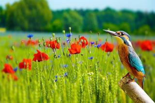 oiseaux et canicule, la prévention