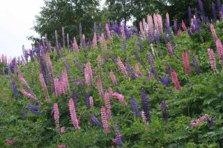 plantes fertilisantes engrais