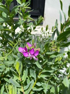 polygala myrtifolia entretien