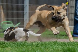 la queue du chien, quelle signification ?