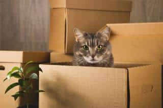 Stress chez le chat, les différentes causes