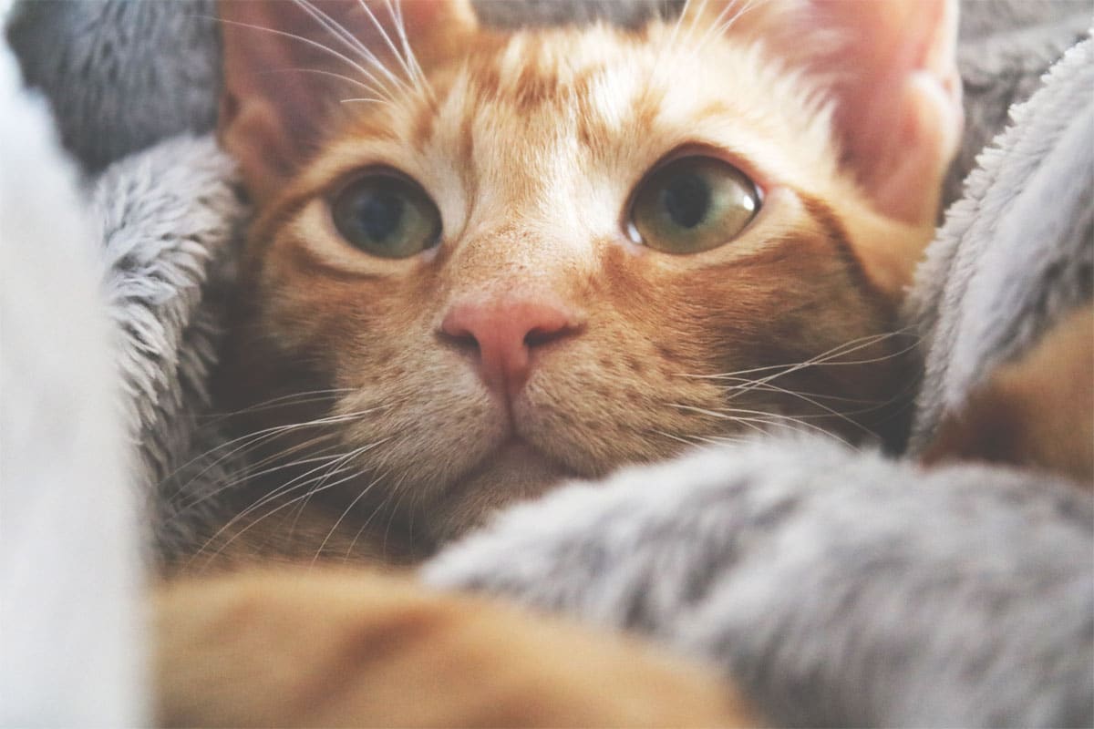 Comment reconnaître les signes de stress chez votre chat ? – Les Esses – Le  Blog