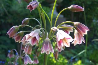 Ail de Sicile - Nectaroscordum siculum