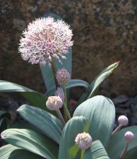 Allium karataviense