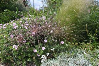 Allium schubertii, Geranium sanguineum 'Striatum'