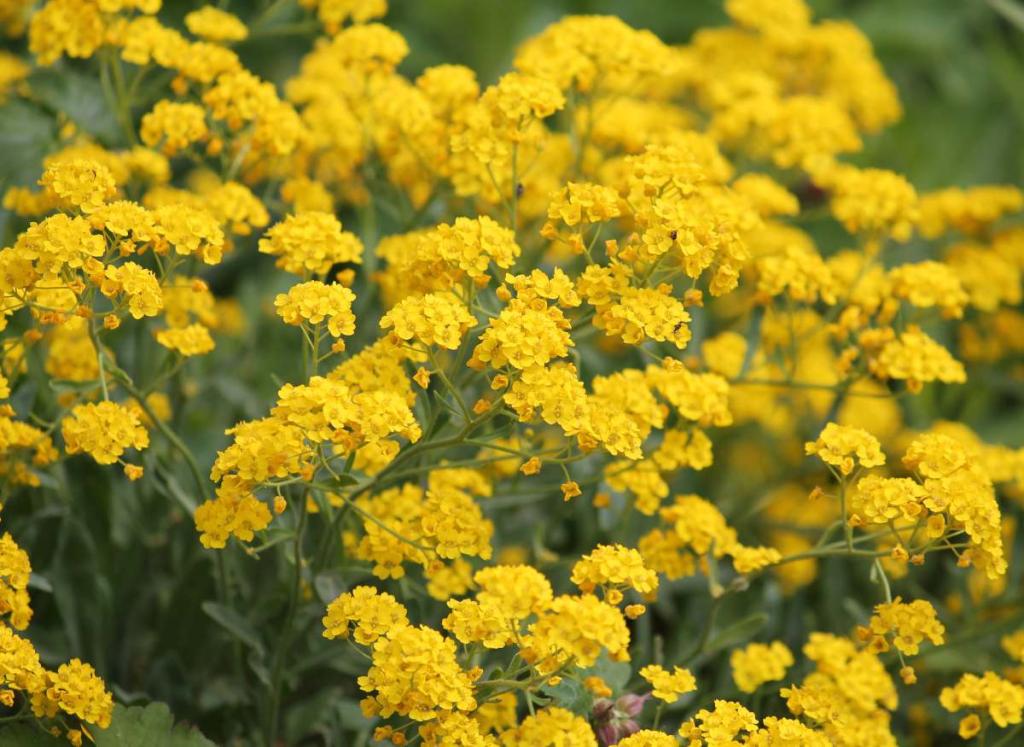 Alyssum saxatile - Alysse corbeille d'or