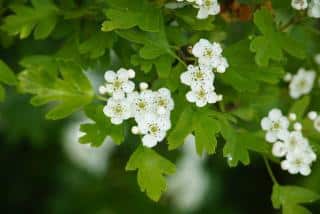 Plantes qui font baisser la tension : l'aubépine