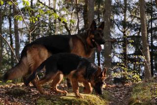 Meilleurs chiens truffiers Lagotto romagnolo : le Berger Allemand