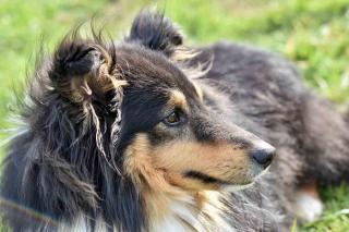 Les chiens les plus intelligents : le Berger des Shetland