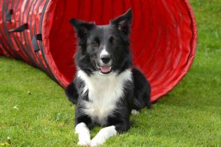 Les chiens les plus intelligents : le Border Collie