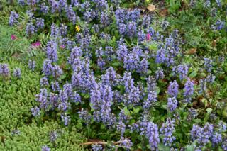 Bugle - Ajuga reptans - plante qui couvre les mauvaises herbes