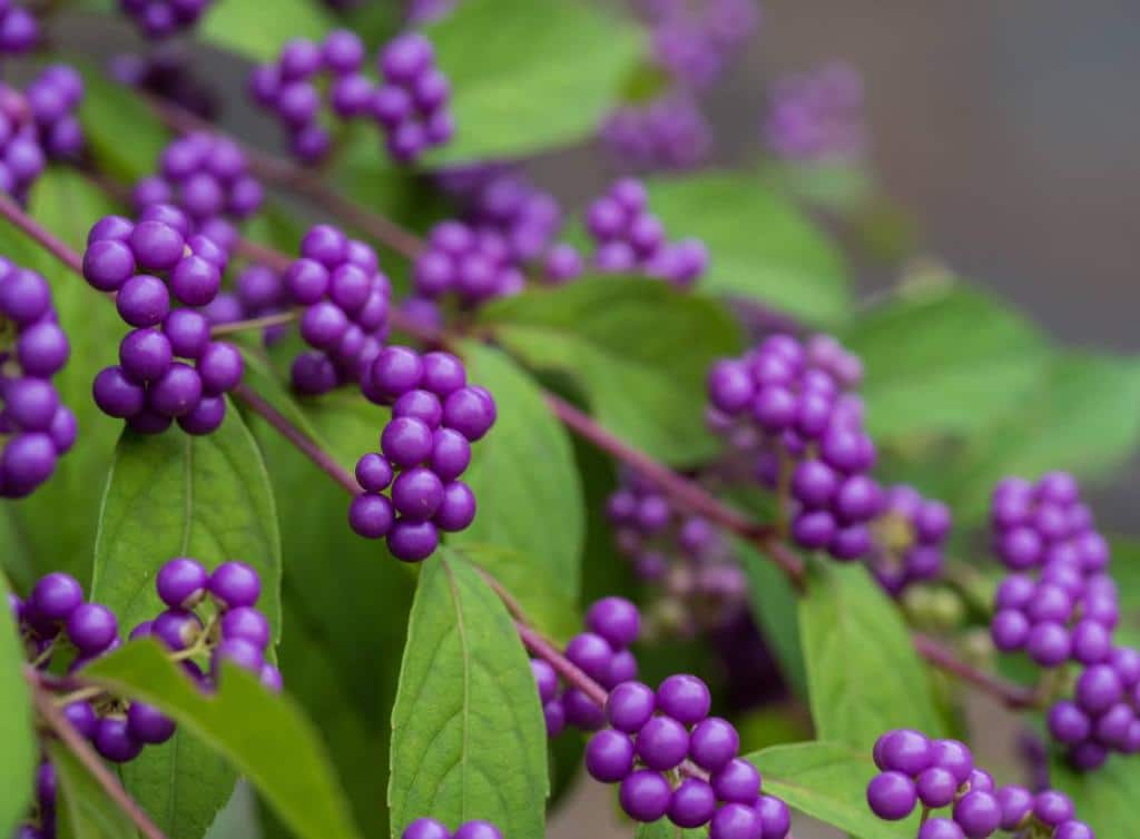 Callicarpa - arbre aux bonbons