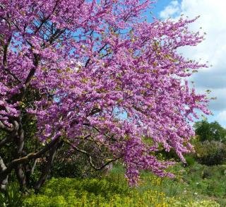 Cercis siliquastrum - arbre de judée