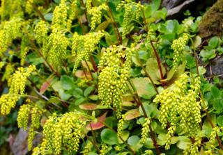 Chiastophyllum oppositifolium - goutte d’or