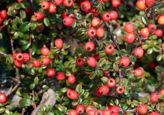 Cotoneaster horizontalis rampant couvre sol