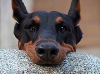 Les chiens les plus intelligents : le Doberman