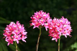 Epidendrum