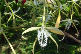 Epidendrum ciliare 'Turrialba Mía'