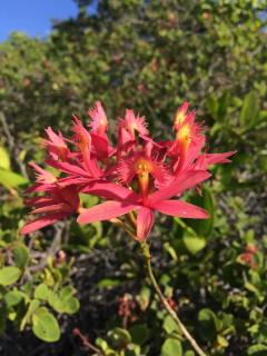 Epidendrum cinnabarinum