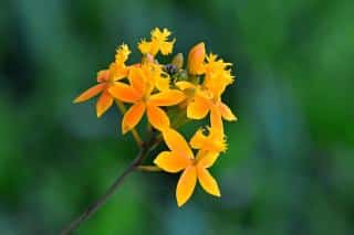 Epidendrum ibaguense