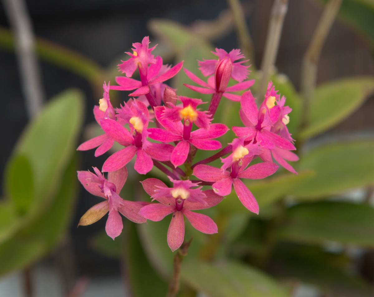 Epidendrum orchidée