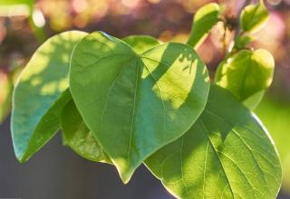 Feuille feuillage Cercis siliquastrum