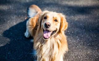 Les chiens les plus intelligents : le Golden Retriever