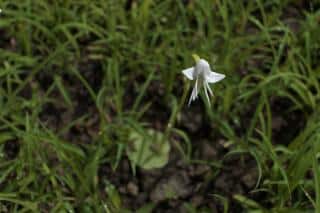 Habenaria Grandiforiformis