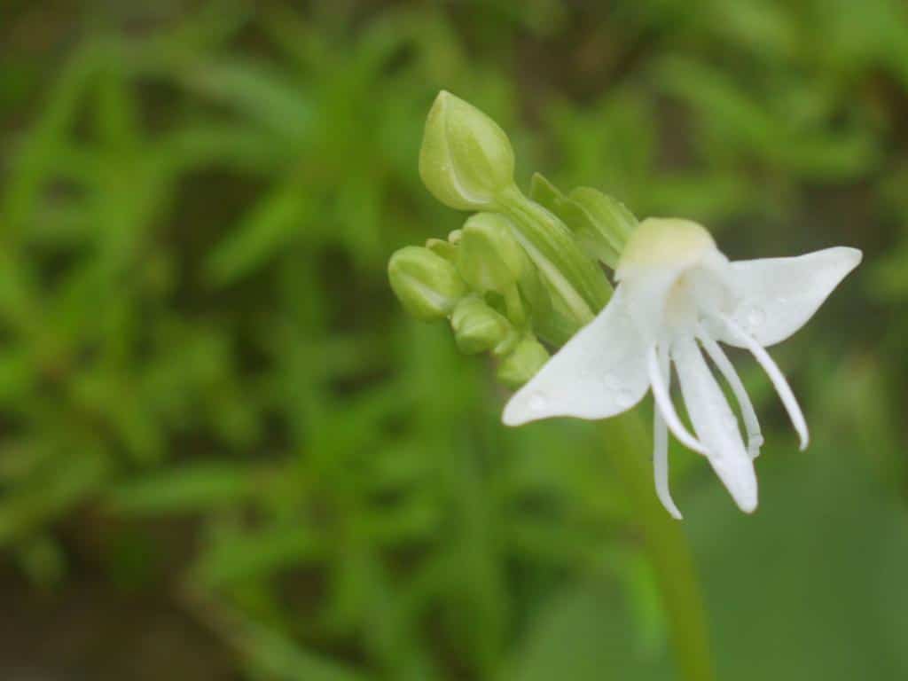 Habenaria Grandiforiformis