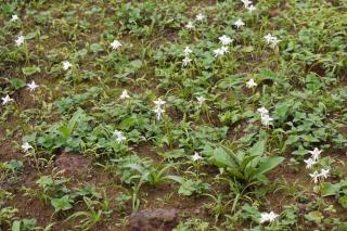 Habenaria Grandiforiformis