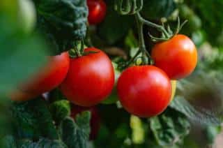 La tomate : un légume fruit