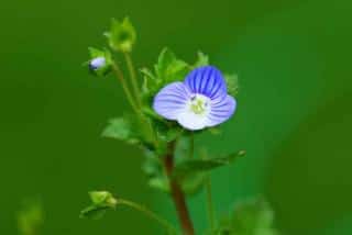 La-veronique-plante-indicatrice-dhumus