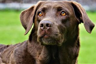 Meilleurs chiens truffiers : le labrador