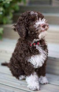 Lagotto romagnolo, le meilleur chien truffier