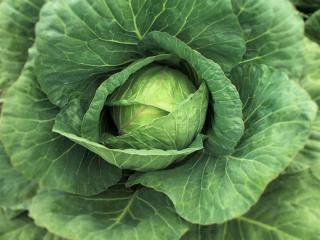 Le choux : un légume feuille