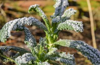 Le-kale-resiste-au-froid