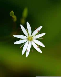 Le mouron blanc témoin d'un sol équilibré