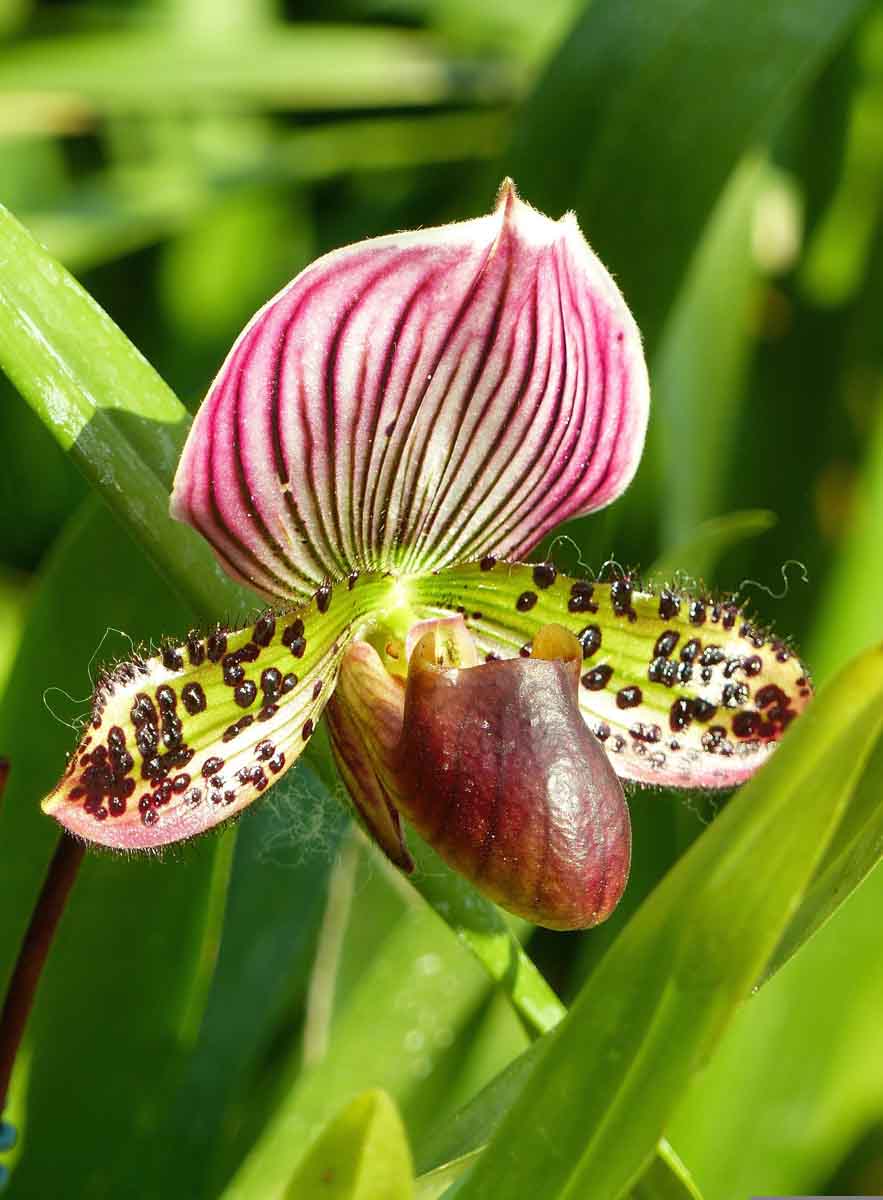 Orchidée : comment planter et entretenir le Sabot de Vénus ?