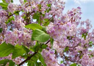 Paulownia