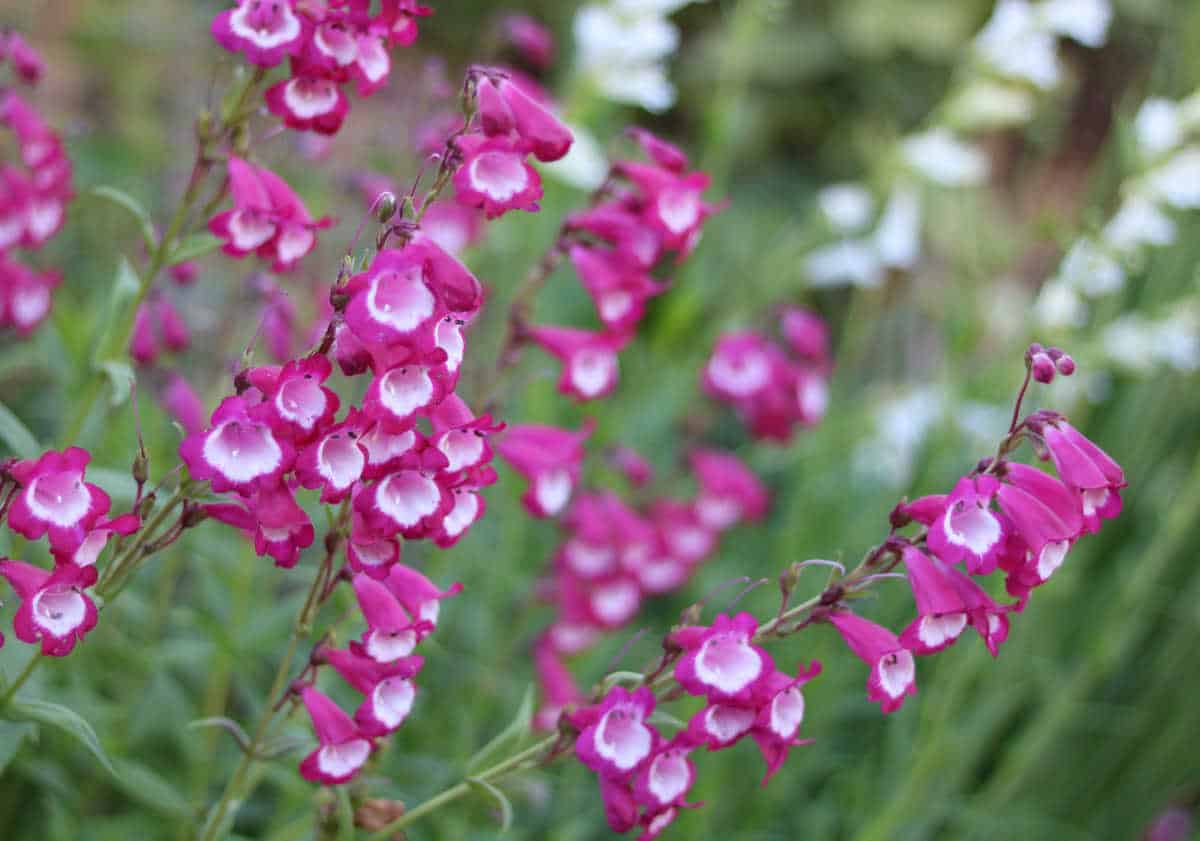 Penstemon culture entretien floraison