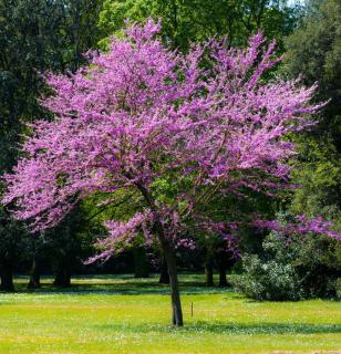 Plantation Cercis siliquastrum - arbre de judée