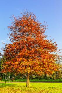 Plantation Chêne des marais - Quercus palustris