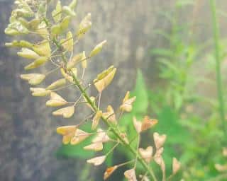 Plante-indicatrice-dun-sol-riche